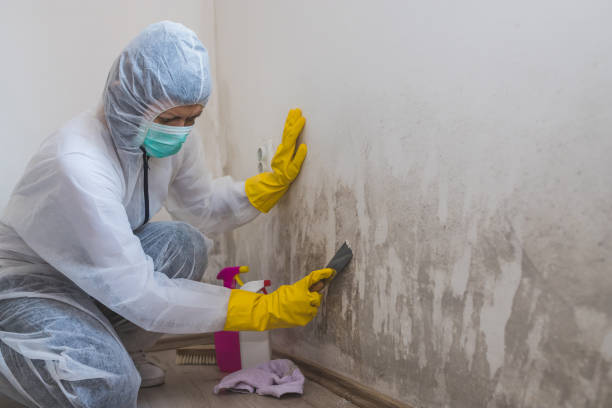 Mold Removal and Inspection in Lake Waccamaw, NC