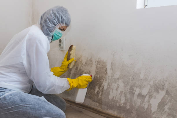 Best Certified Mold Removal  in Lake Waccamaw, NC