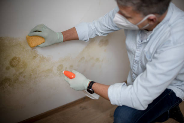 Best Professional Mold Removal  in Lake Waccamaw, NC