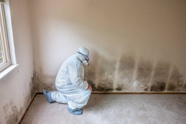 Best Toxic Mold Removal  in Lake Waccamaw, NC